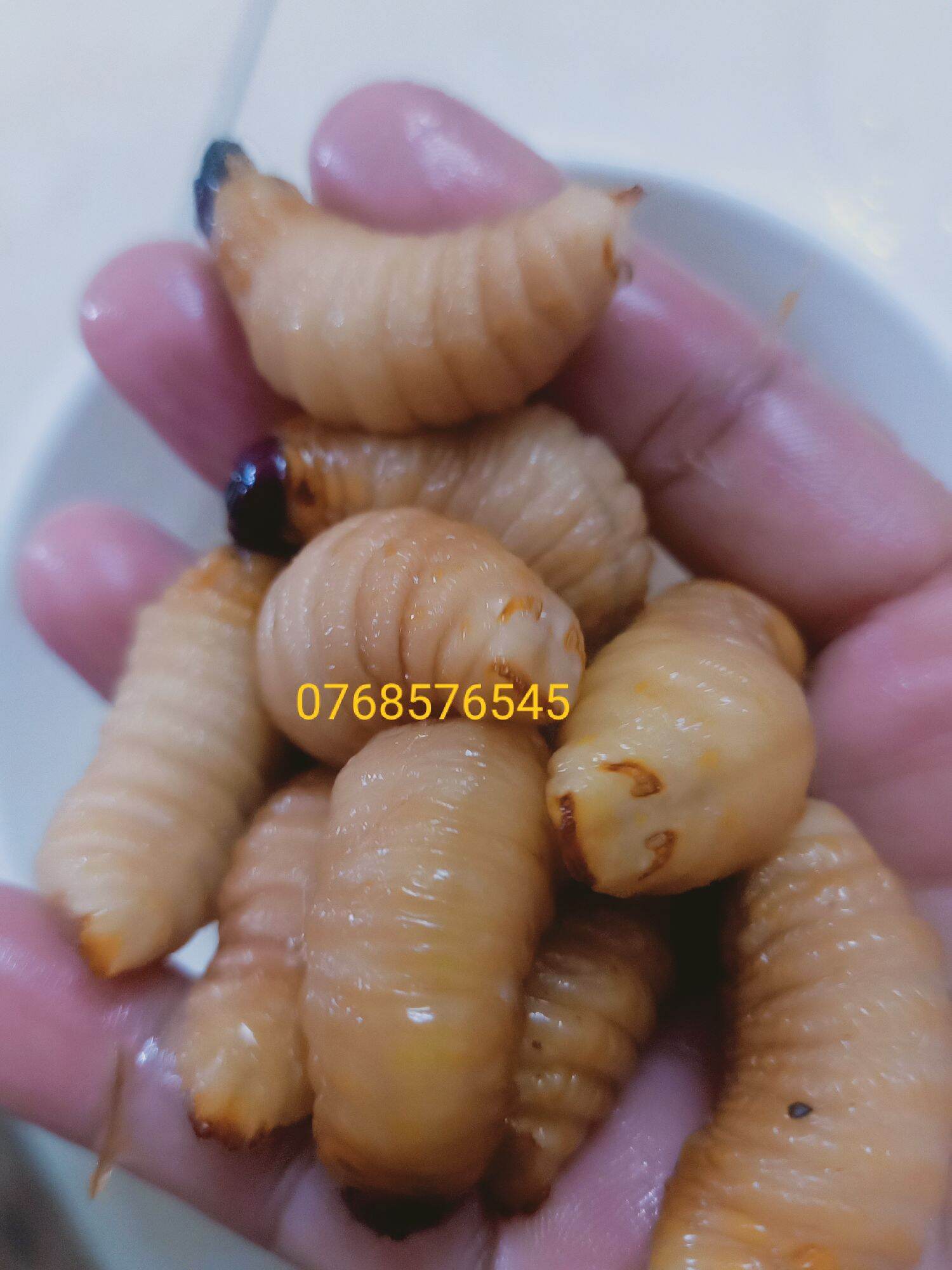 đuông dừa thiên nhiên 100% 20 con 120k