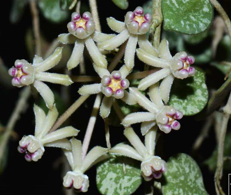 Hoa Cẩm cù hoya Custisii hoa và lá rất đẹp, thân leo hoặc rủ đều được, phát triển nhanh