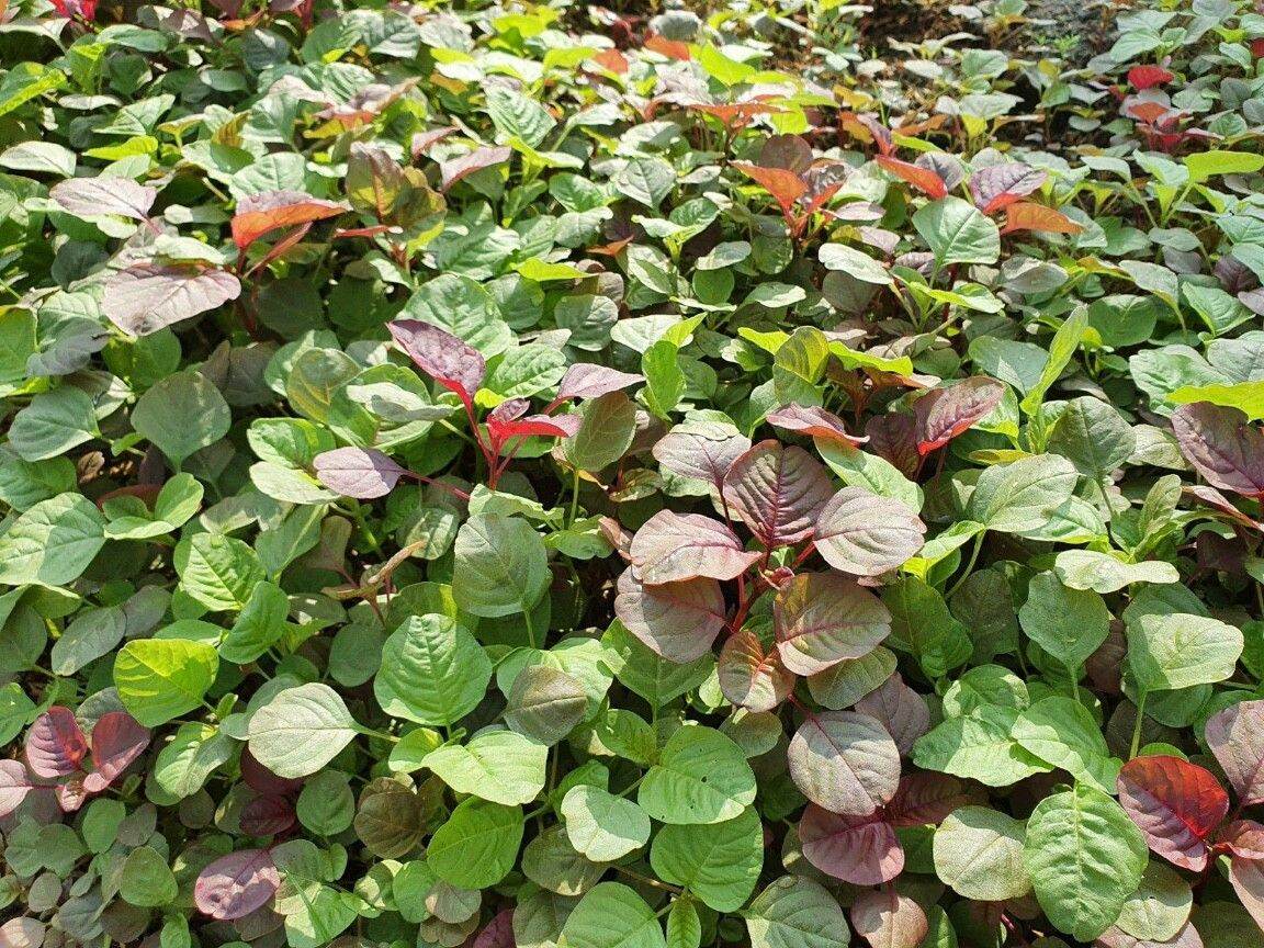 Hạt Giống Rau Dền 3 màu