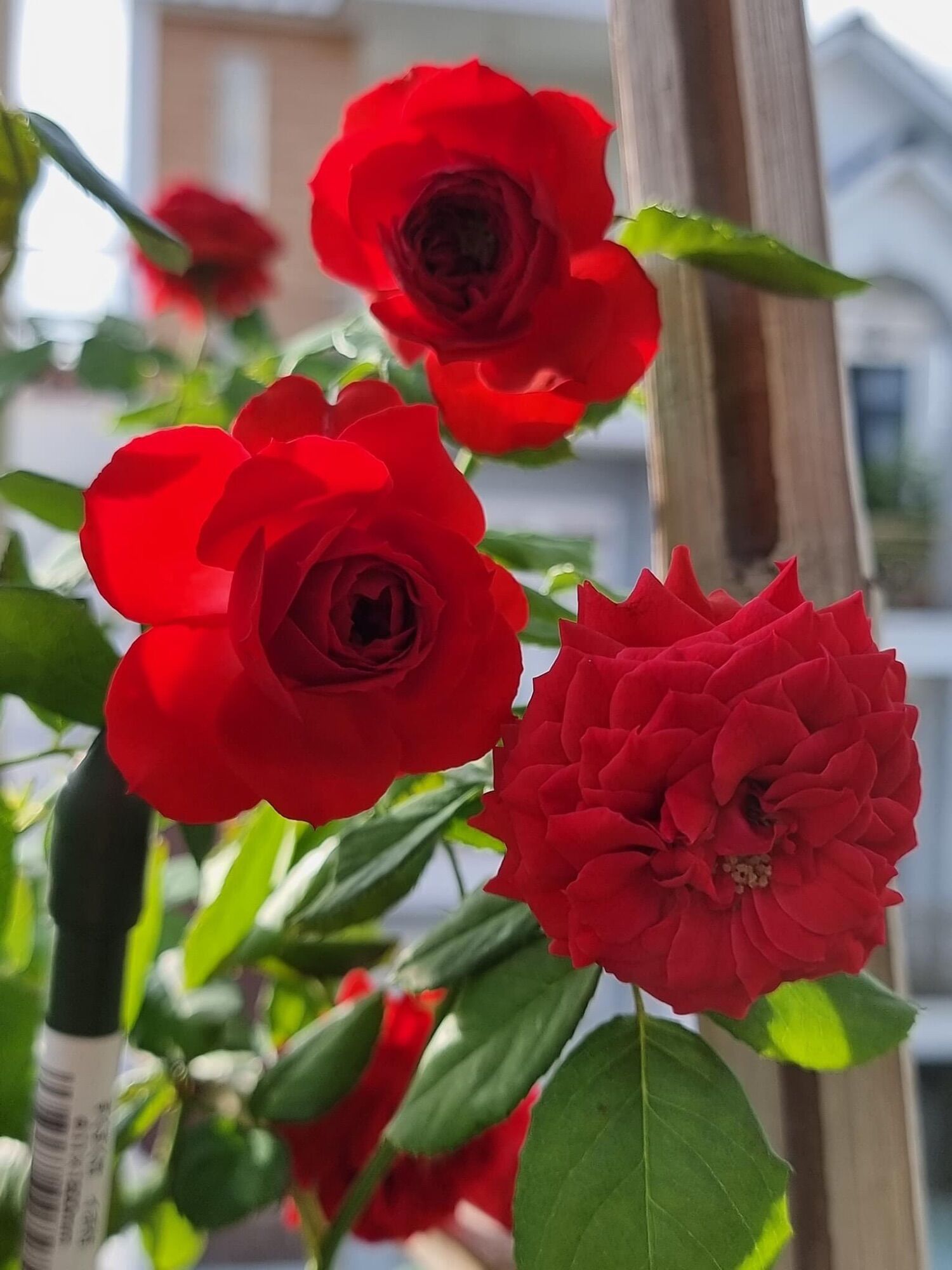 Hoa hồng Ngoại Red Apple Rose