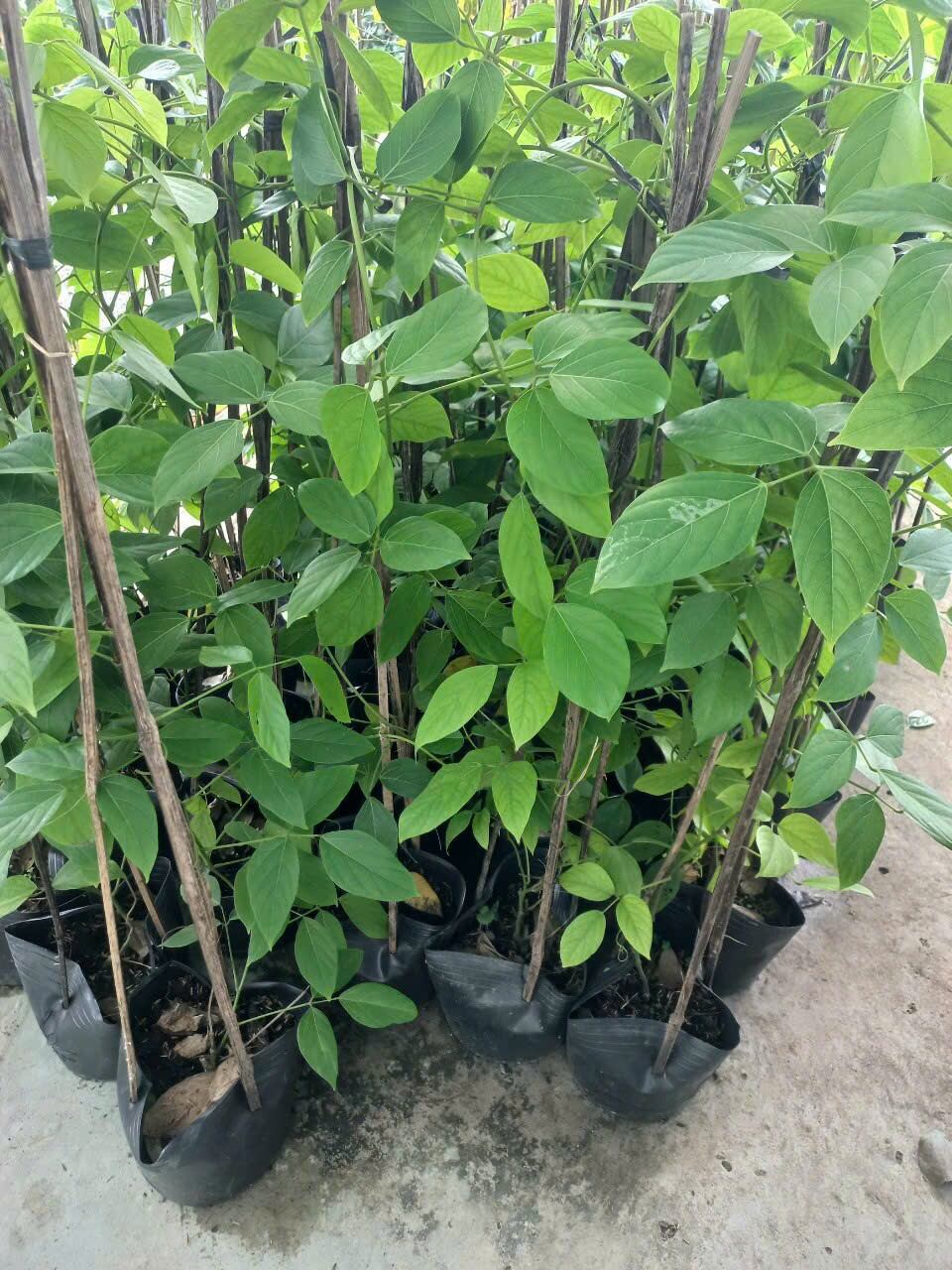 cây móng cọp cam