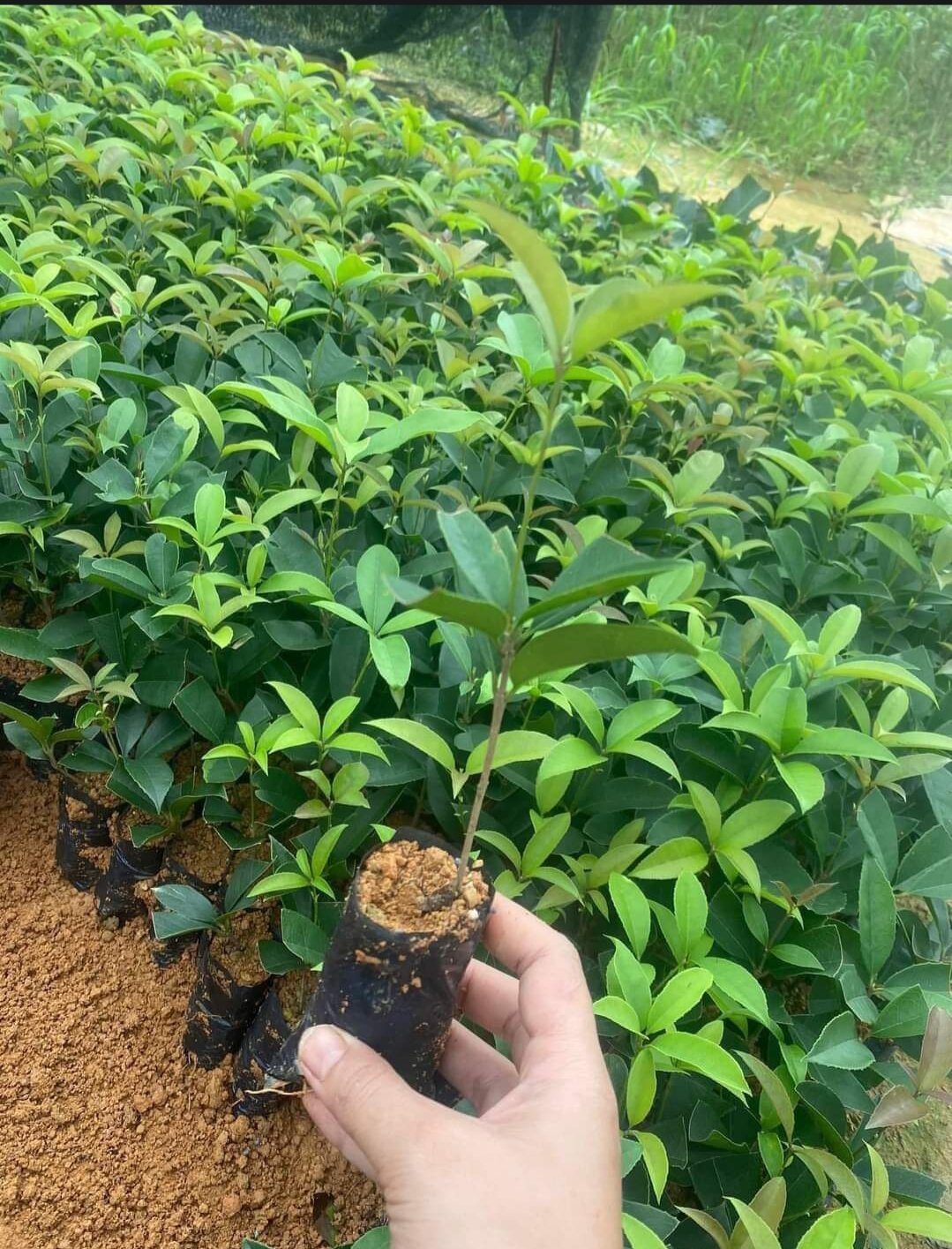 Cây mộc hương giống ( mộc ta hoa vàng)