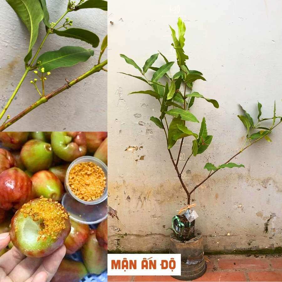 CÂY GIỐNG MẬN ẤN ĐỘ MAU CHO TRÁI
