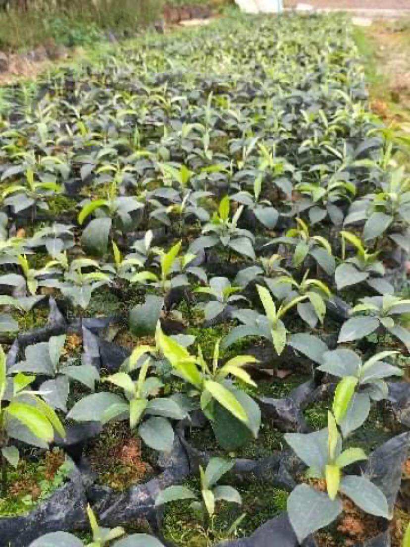 Cây thị giống, thị thơm