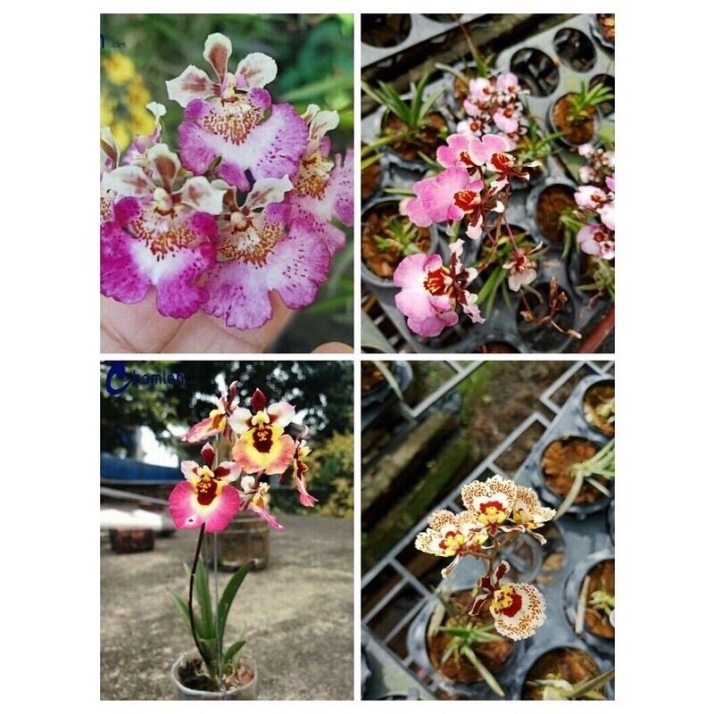Hoa lan vũ nữ bút chì