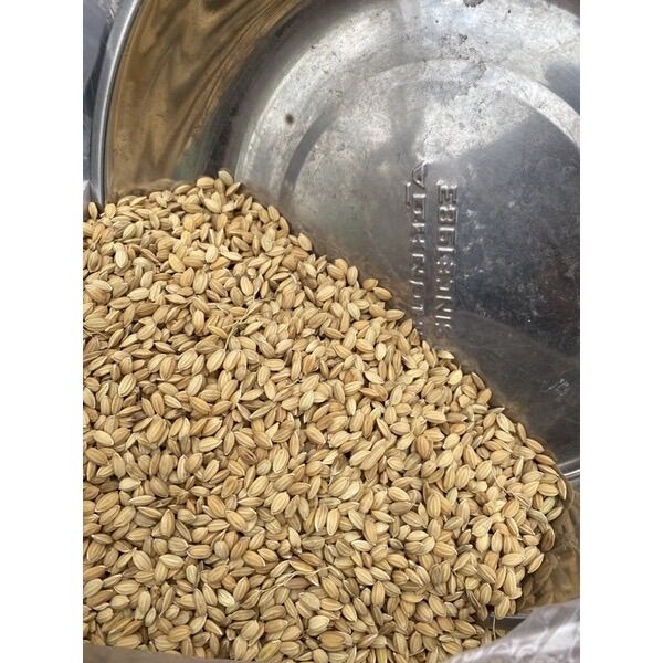 1kg Lúa Nhật Hạt Tròn cho gà đá, cu gáy