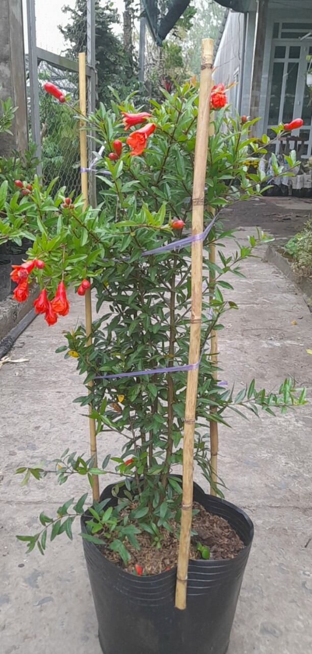 cây lựu đỏ ấn độ