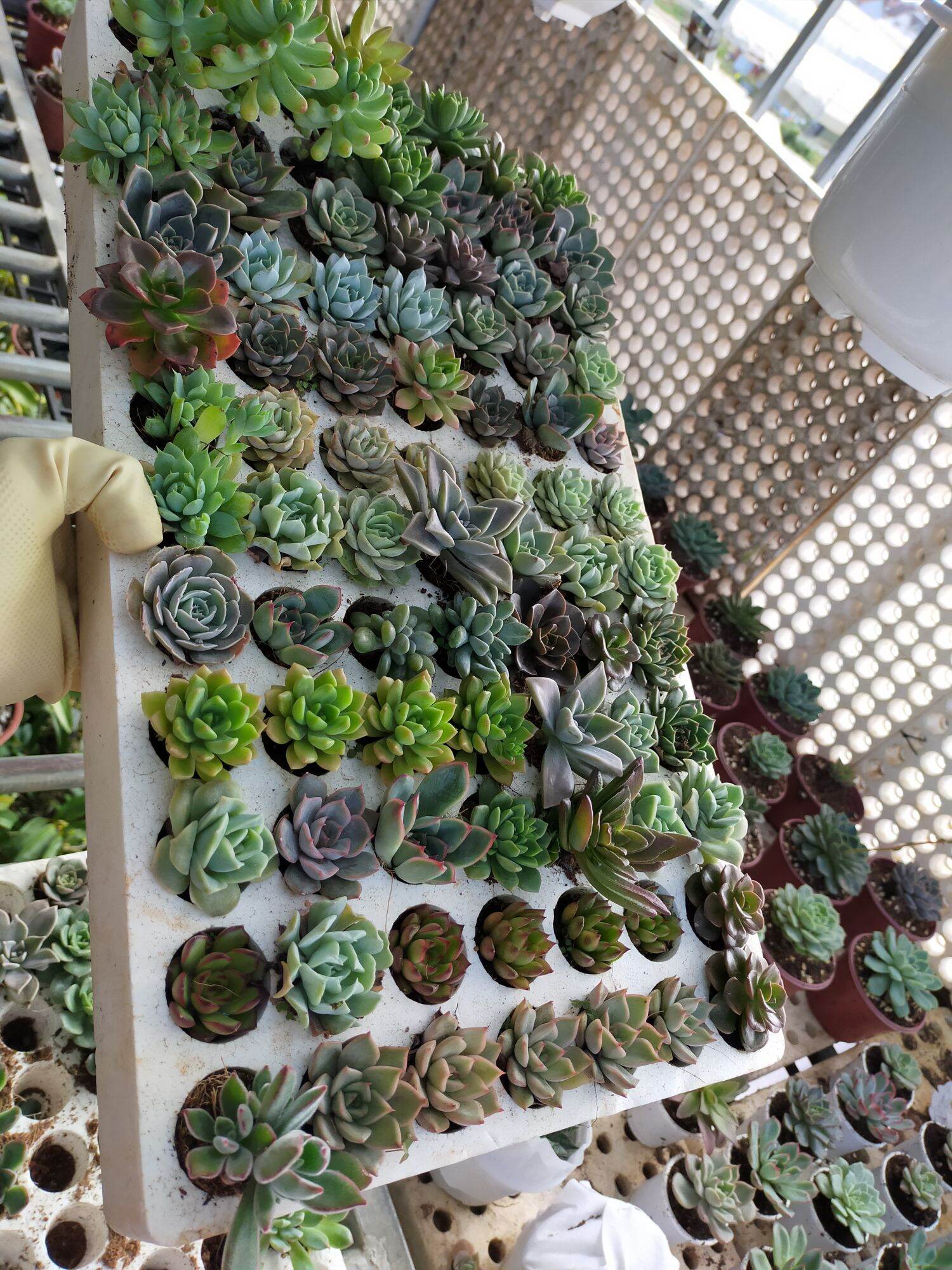 Sen vỉ mix, y hình🌲 cây siêu khoẻ