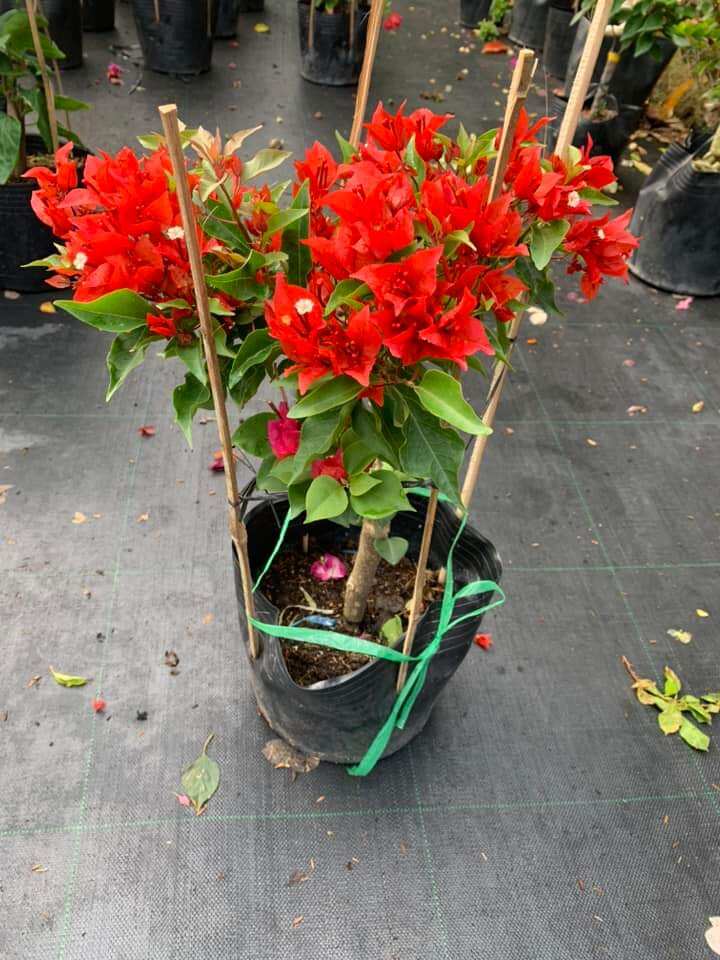 Hoa giấy Đỏ lửa