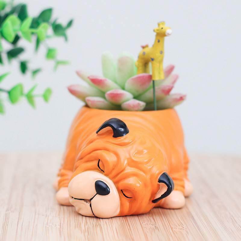 Chậu cún bug ngủ mua 1 tặng kèm 1 sen đá.