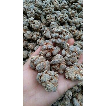 500g củ tam thất
