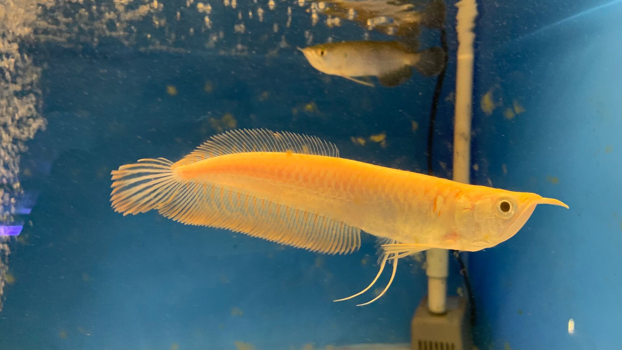 Cá Rồng Ngân Long Abino size 15-20cm