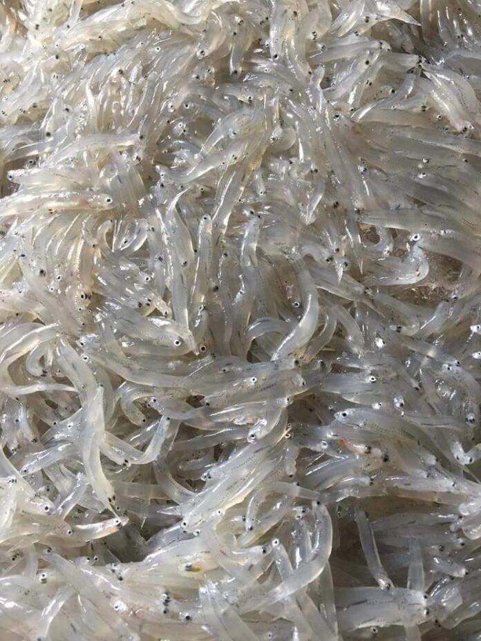 1kg cá cơm mờm sữa tươi (hỏa tốc 2h Tphcm)