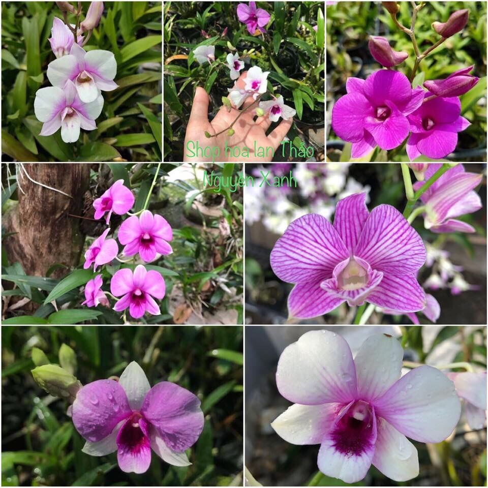 [HCM]Hoa lan Dendro Mini - nhiều màu giao màu ngẫu nhiên