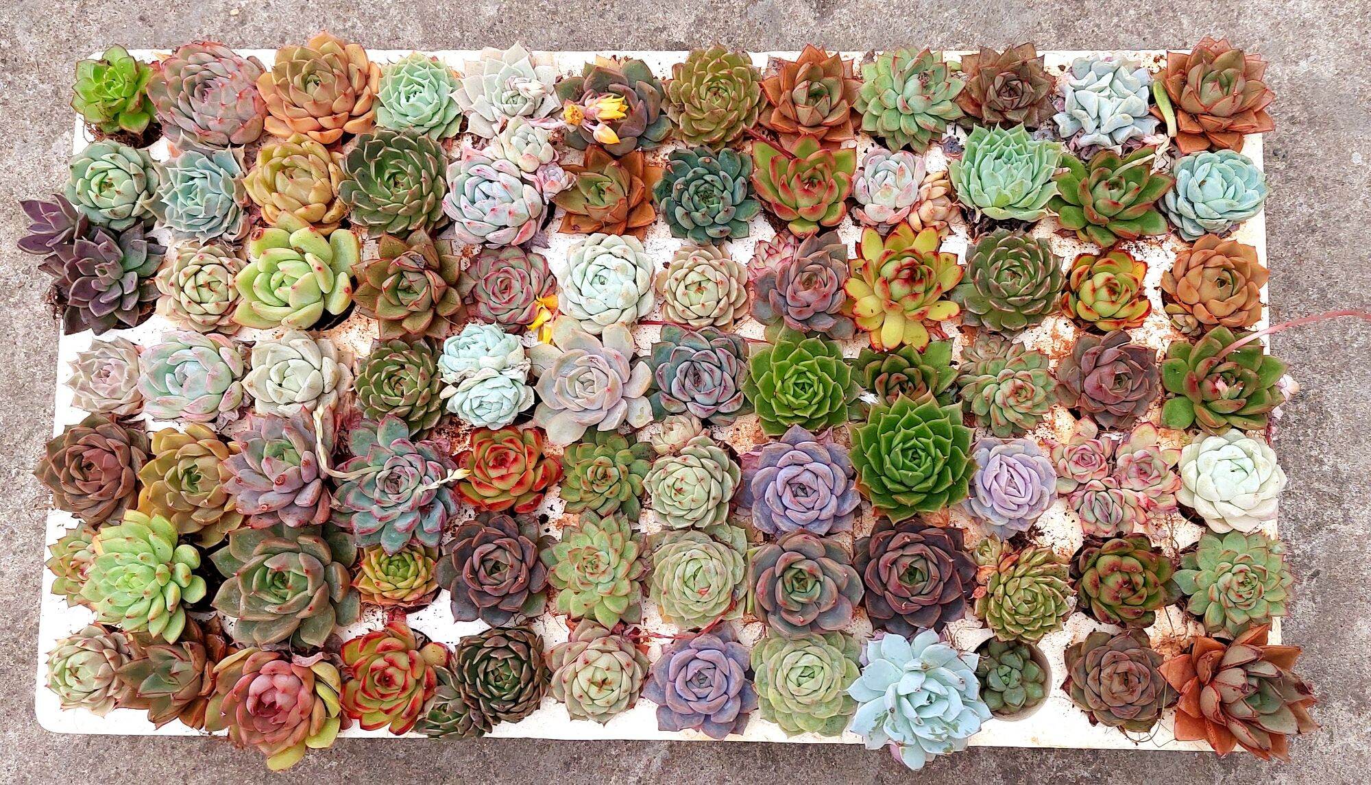 [Góc bán sỉ] Vỉ sen đá 84 cây (2-3 cm cây)
