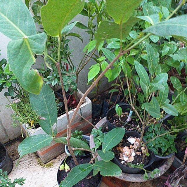 cây mận đỏ An Phước 100cm, cây đẹp