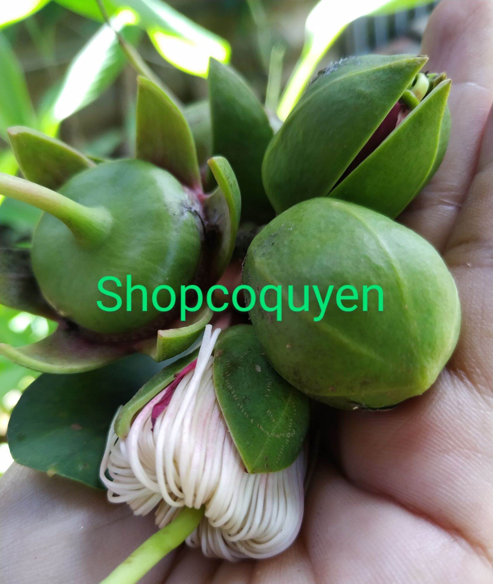 Lá bần tươi 2 ký