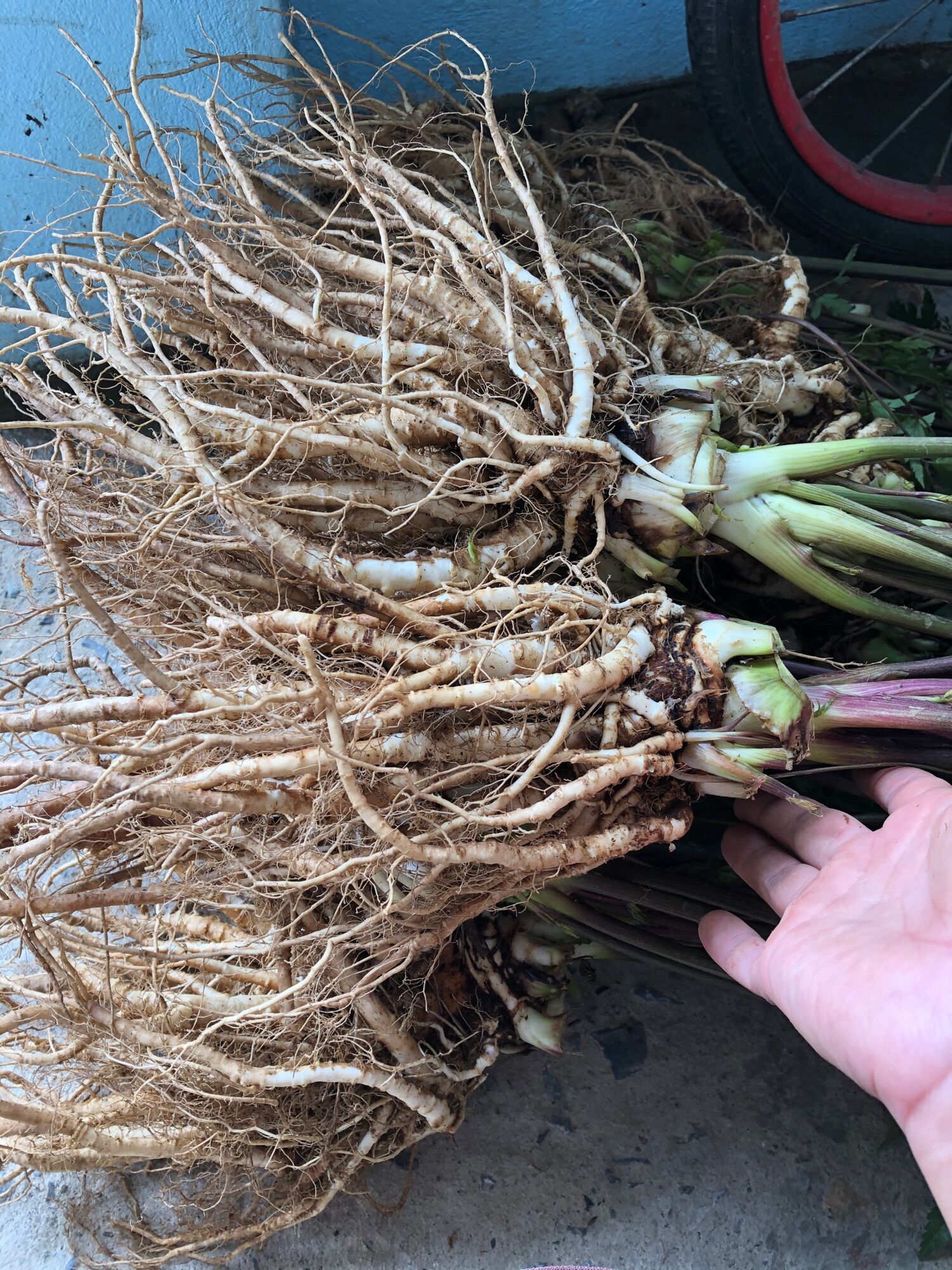 Sâm đương quy khô 250k/kg