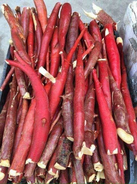 Sâm cau đỏ tây bắc 1 kg