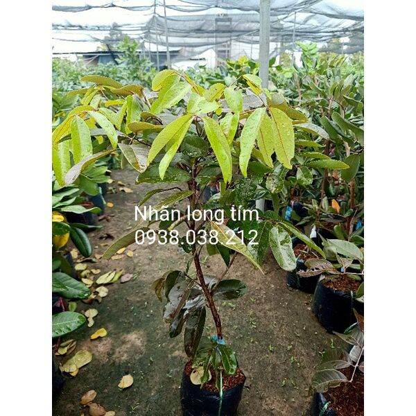 CÂY GIỐNG NHÃN LONG TÍM CHUẨN F1