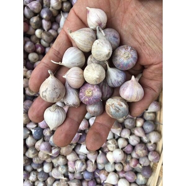 Tỏi cô đơn phan rang túi lưới 1kg