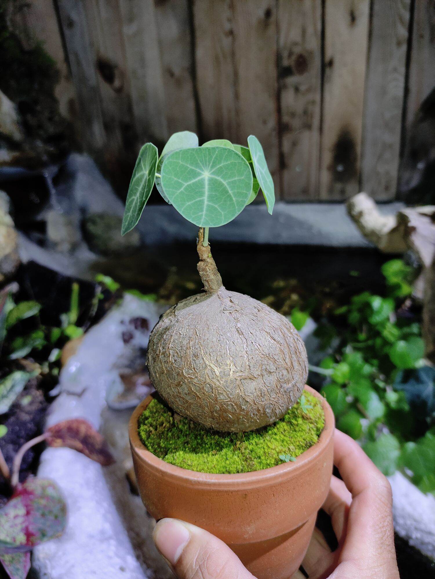 Bình vôi lá nhỏ