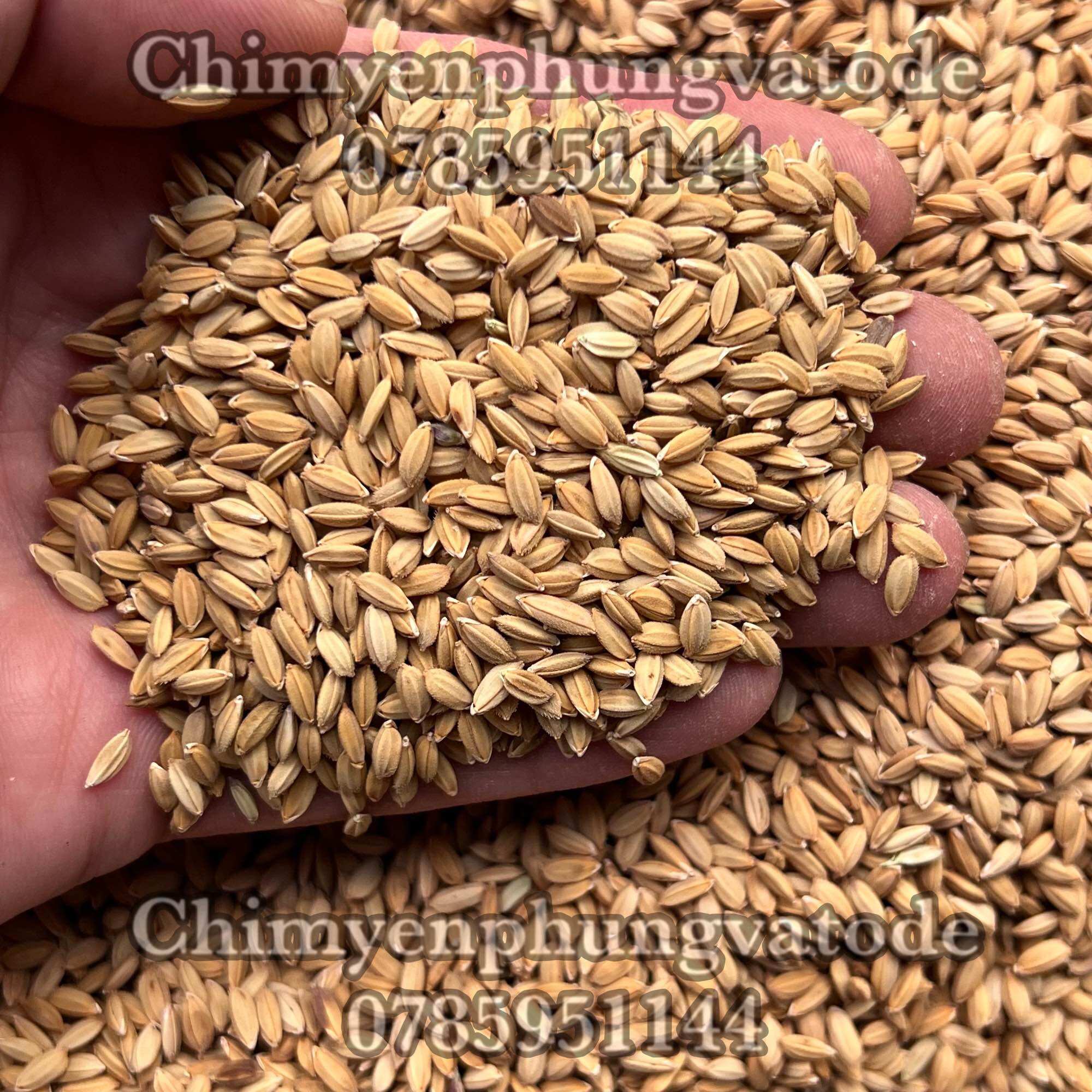 2kg hạt lúa tiêu ruột đỏ - thức ăn: Chim Cảnh, Gà Kiểng, Cu Gáy.