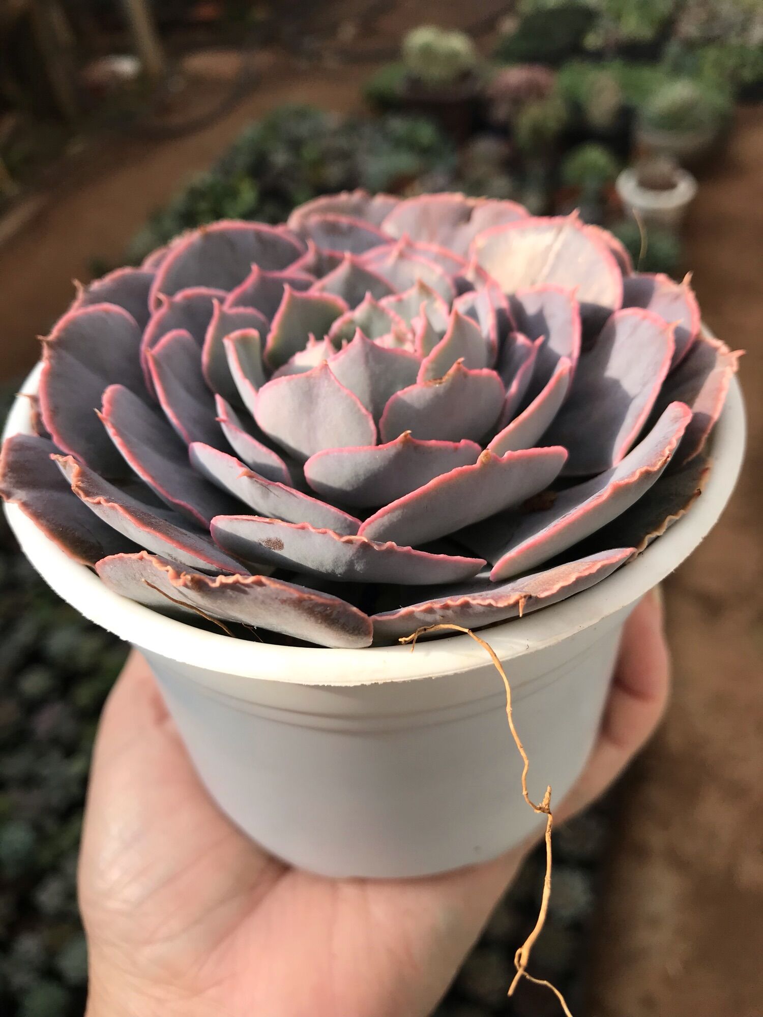Sen đá bắp cải cute size trung