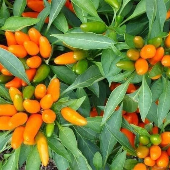 Hạt Ớt  chùm chili cam Thái  5 Hạt cay