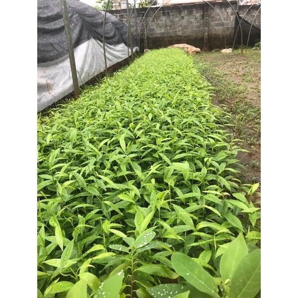 COMBO 10 cây trầm hương (cây kì nam)
