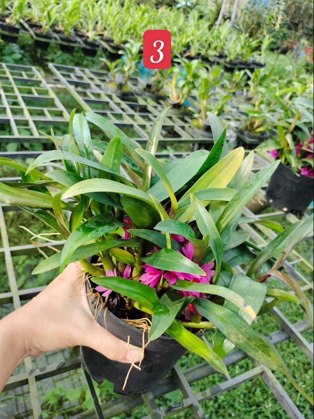 Lan Hibiki trưởng thành chậu lớn nhiều thân