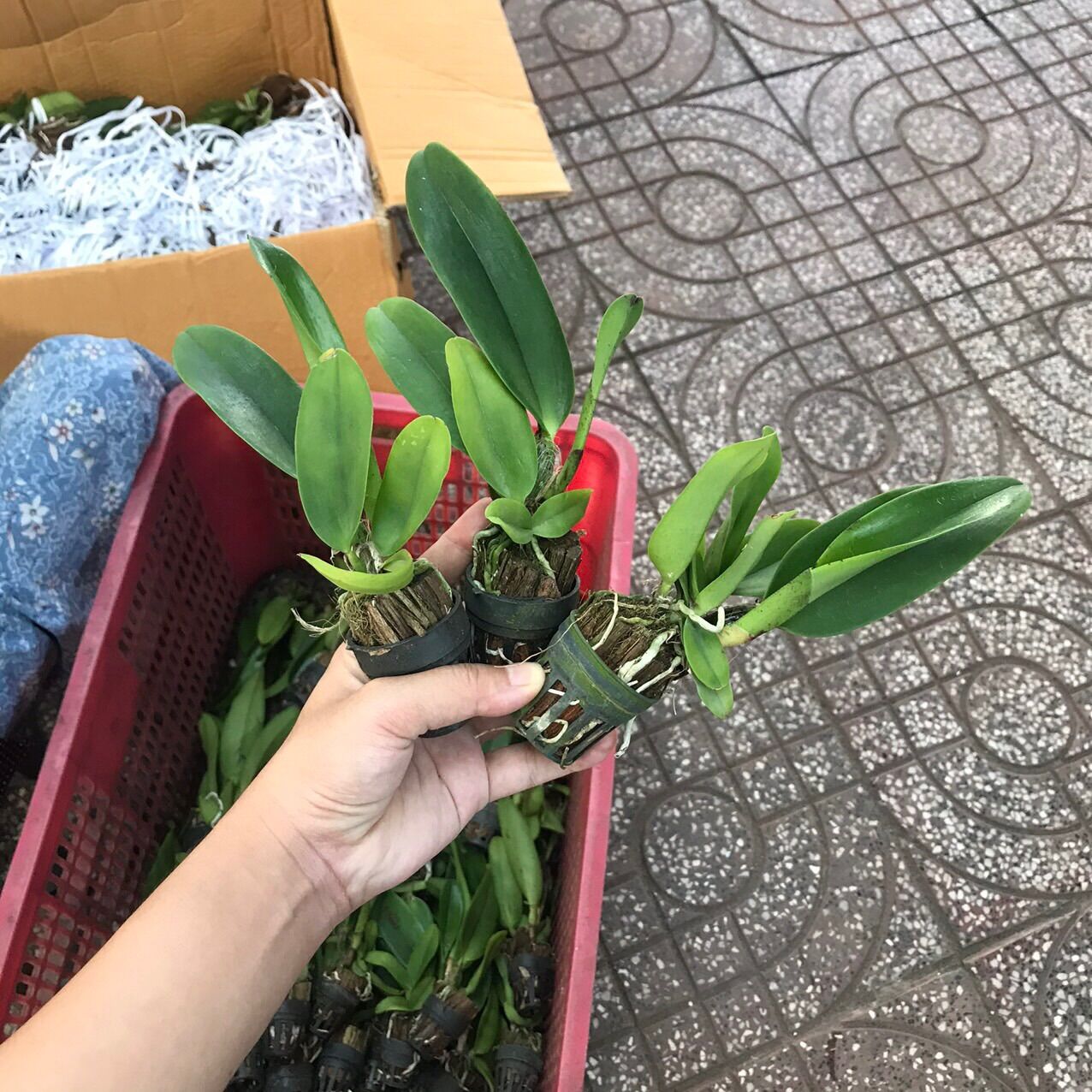TNX34 - Lan Cattleya Hoa Xanh Lưỡi Đỏ - Cây Con