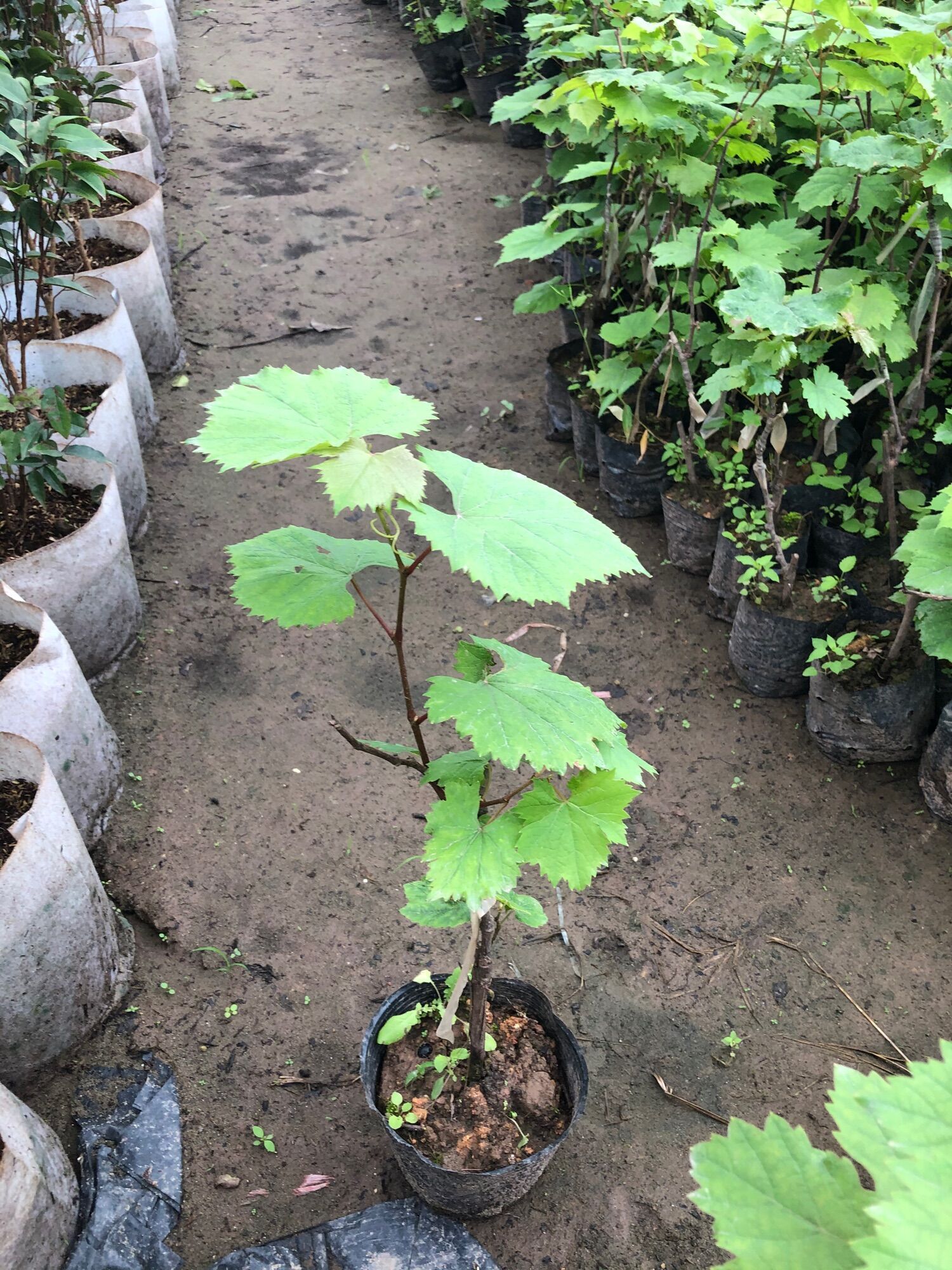 Cây giống nho Ngón Tay Cao 50cm