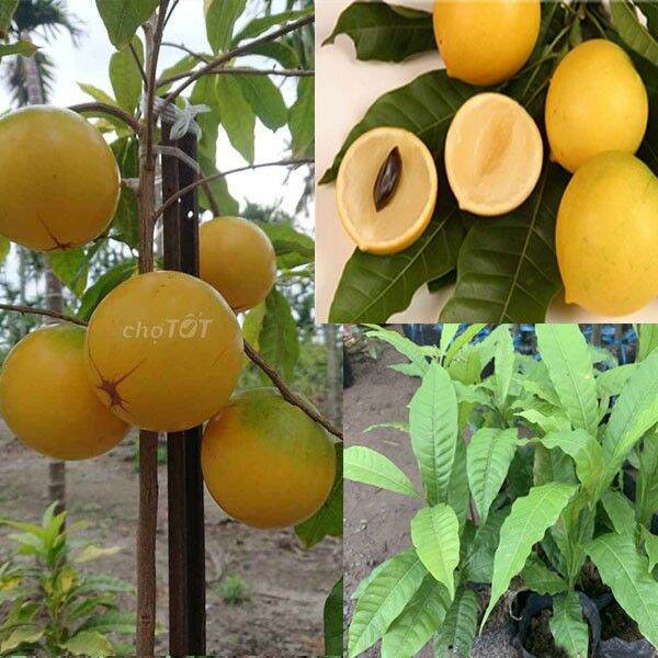 0Cây vú sữa hoàng kim - Vú sữa vàng