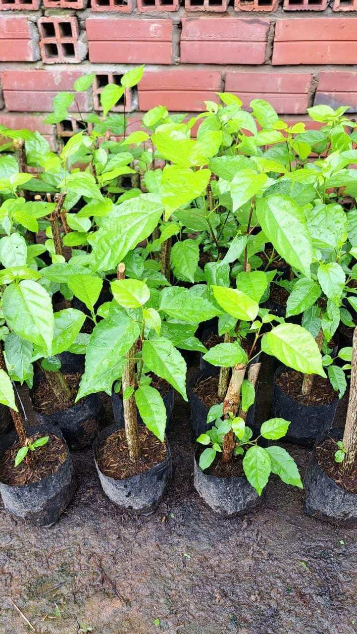 Cây giống 3 cây lá cách có bầu đất y hình