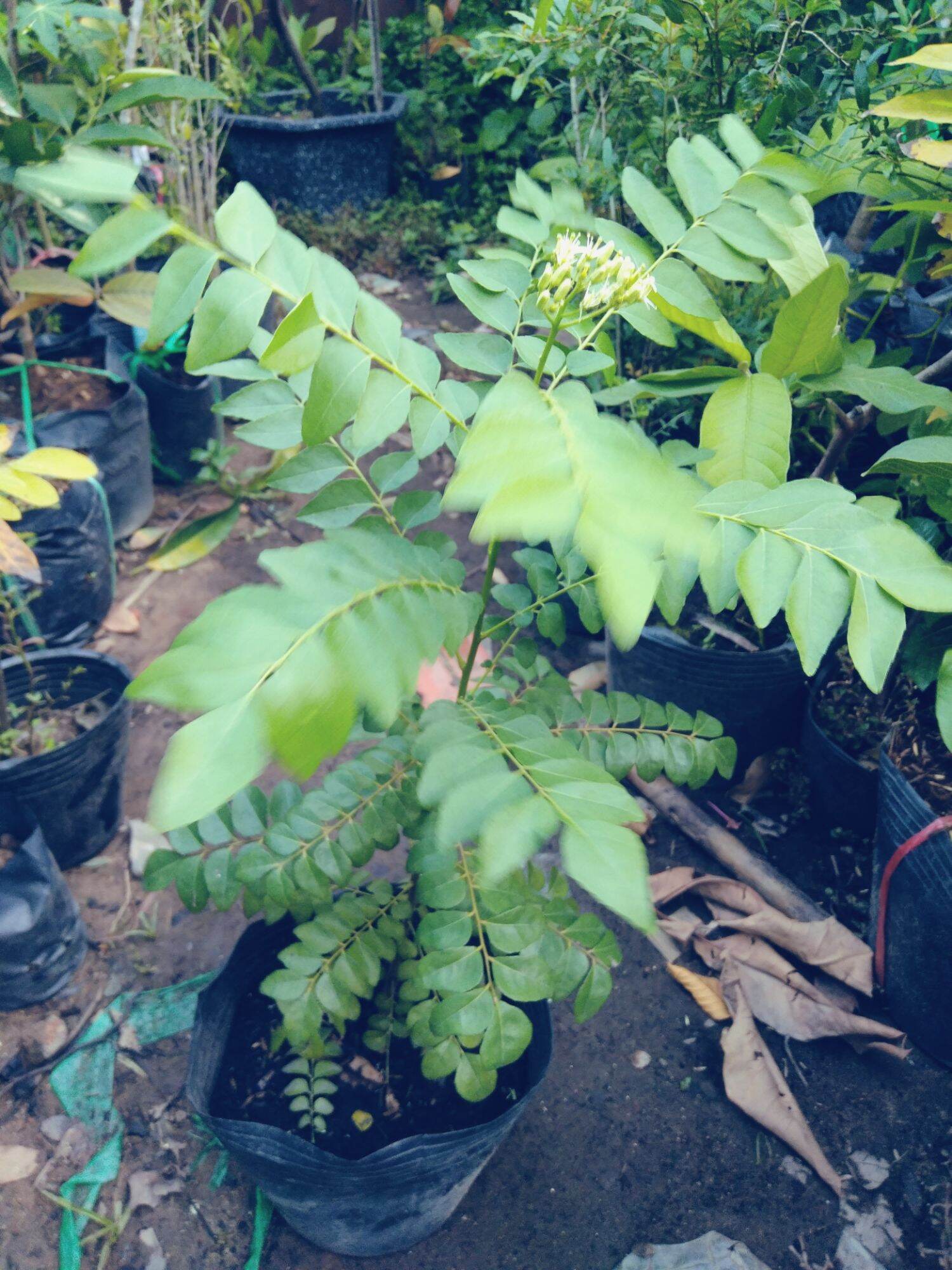 cây cà ri - cây gia vị cao 40-50cm.