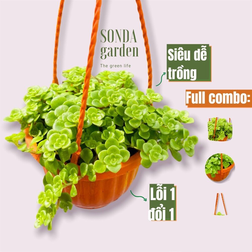 Sen đá sedum vảy cá trồng chậu treo đường kính 9cm, lỗi 1 đổi 1