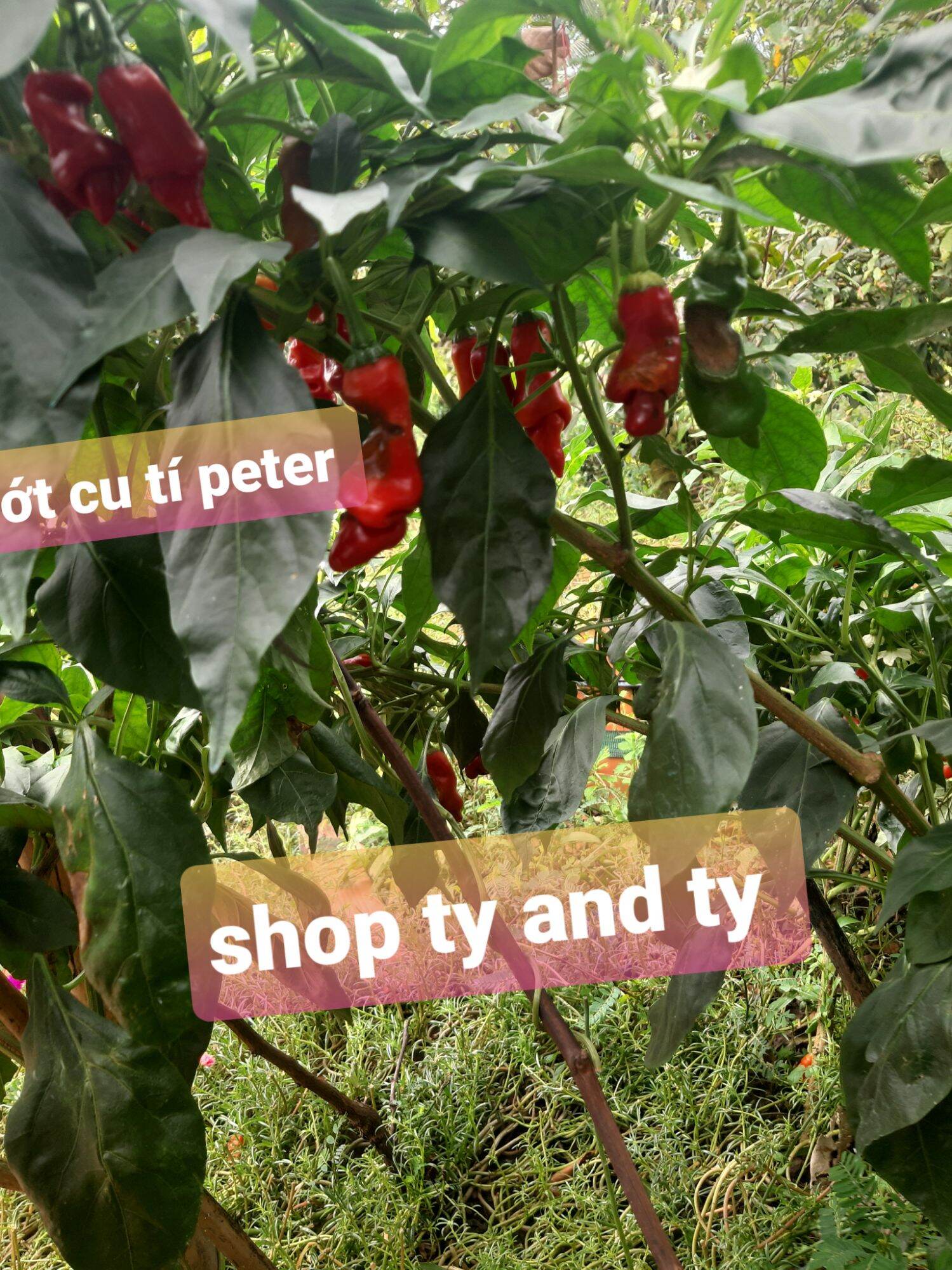 hạt ớt cu tí peter ớt kiểng  30 hạt