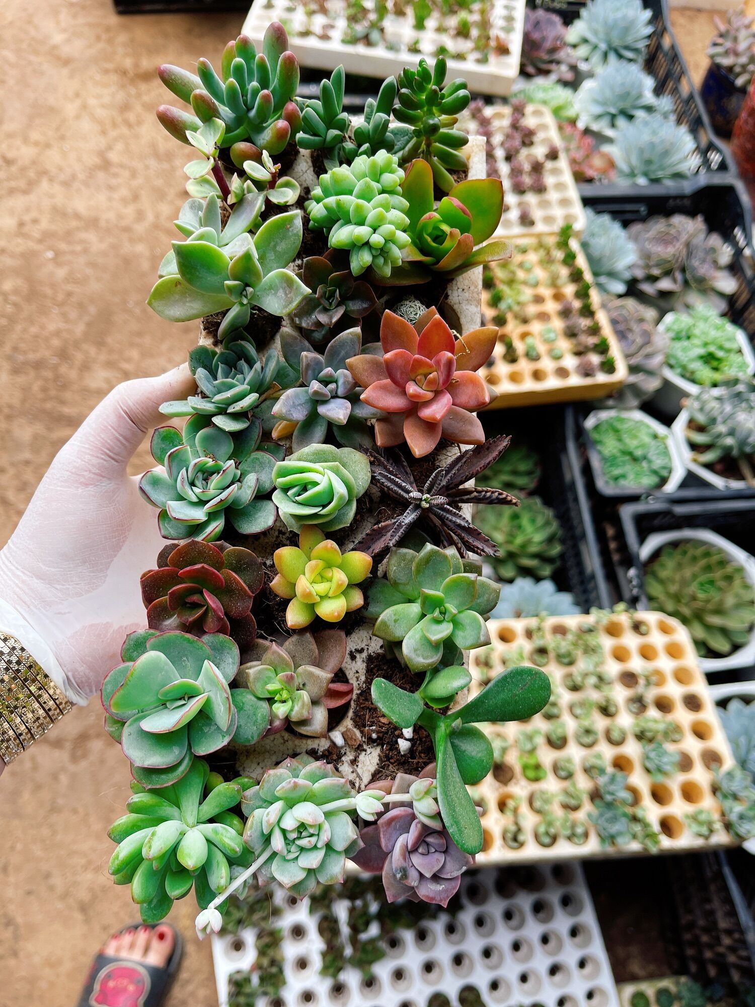 12 cây sen đá mini xuất vườn đà Lạt