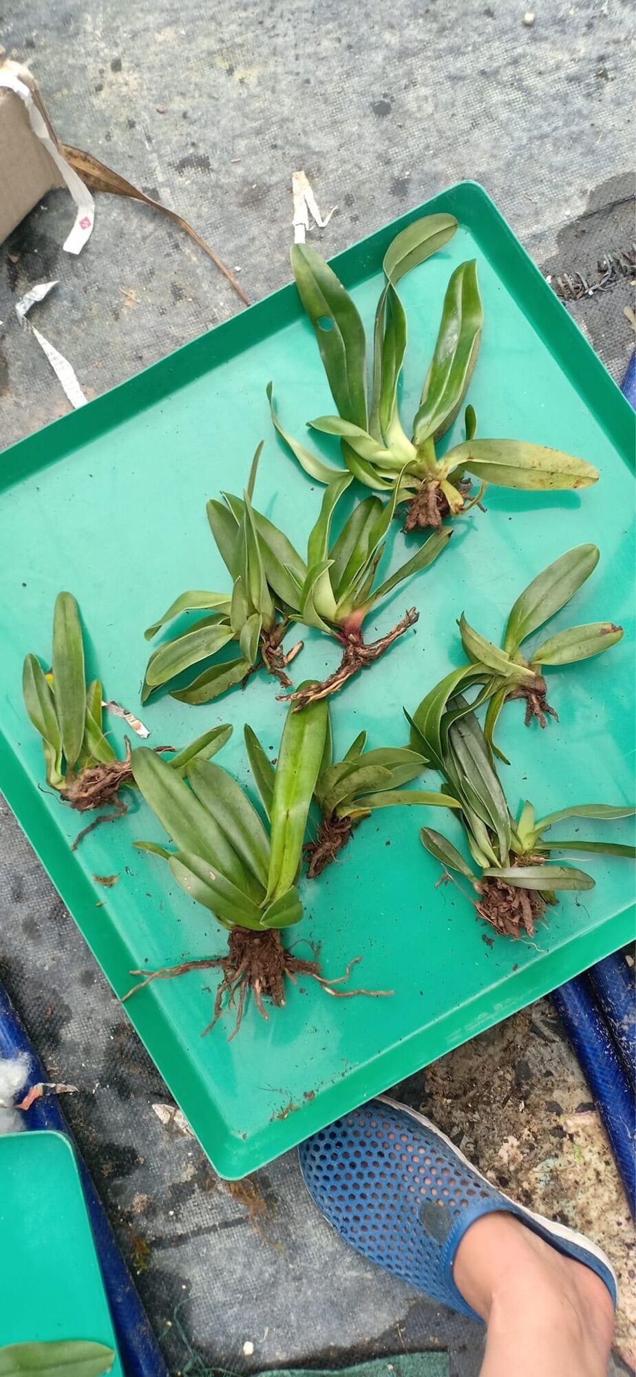 Hoa Lan đột biến hài hằng(1 cây)