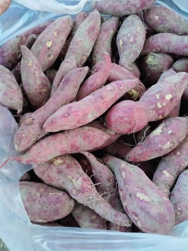 khoai lang giống nhật size trung 1kg