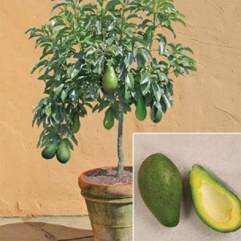 Cây giống bơ lùn thái lan