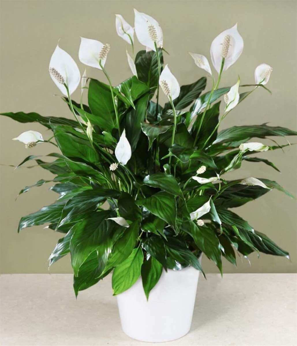 Lan ý mỹ hàng đột biến, cây phong thuỷ, decor quán, trang trí