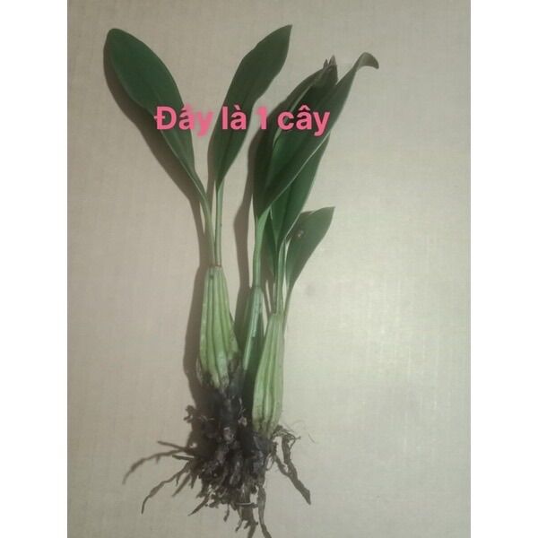 Hoa lan vũ nữ(1 khóm) HOA TẾT
