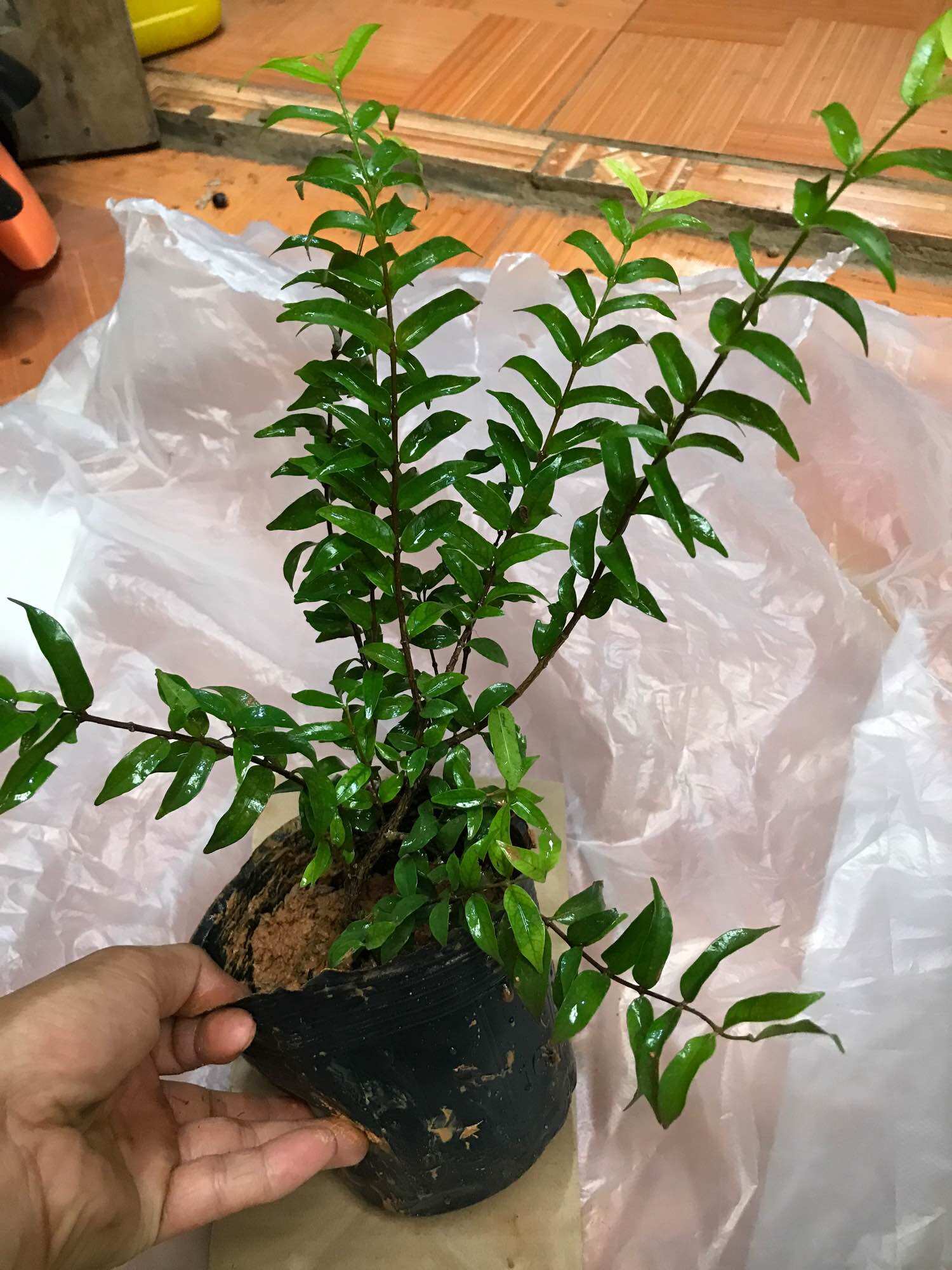 Cây mai chiếu thuỷ