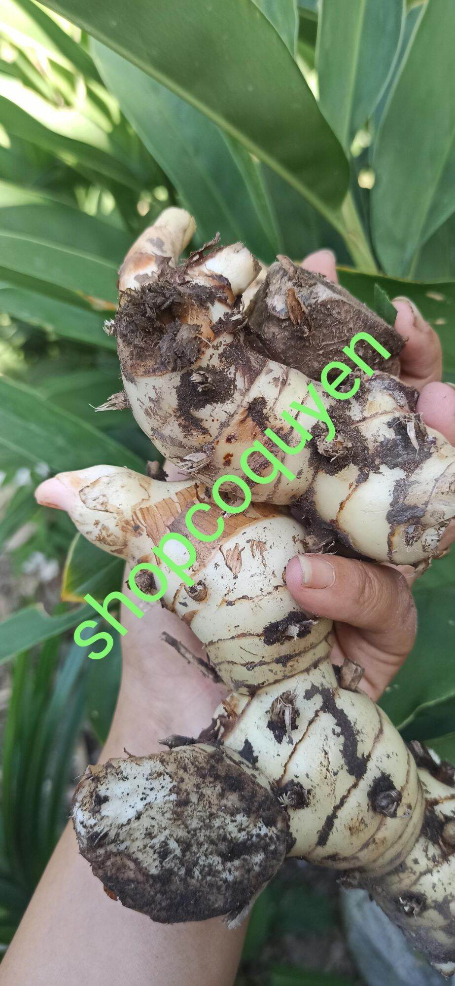 củ riềng tươi 1 ký