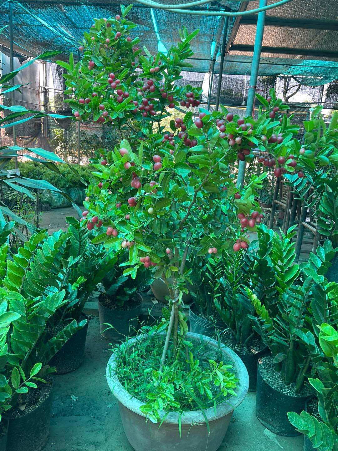 Cây giống sirro (1bầu cây cao 30cm)
