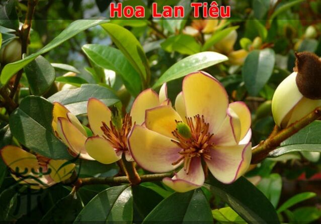 cây giống lan tiêu chuẩn ảnh