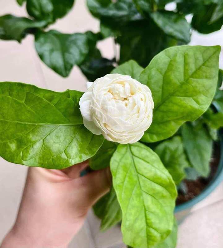 Chậu giống lài kép cổ , lài 3 lá( hoa dùng ướp trà)