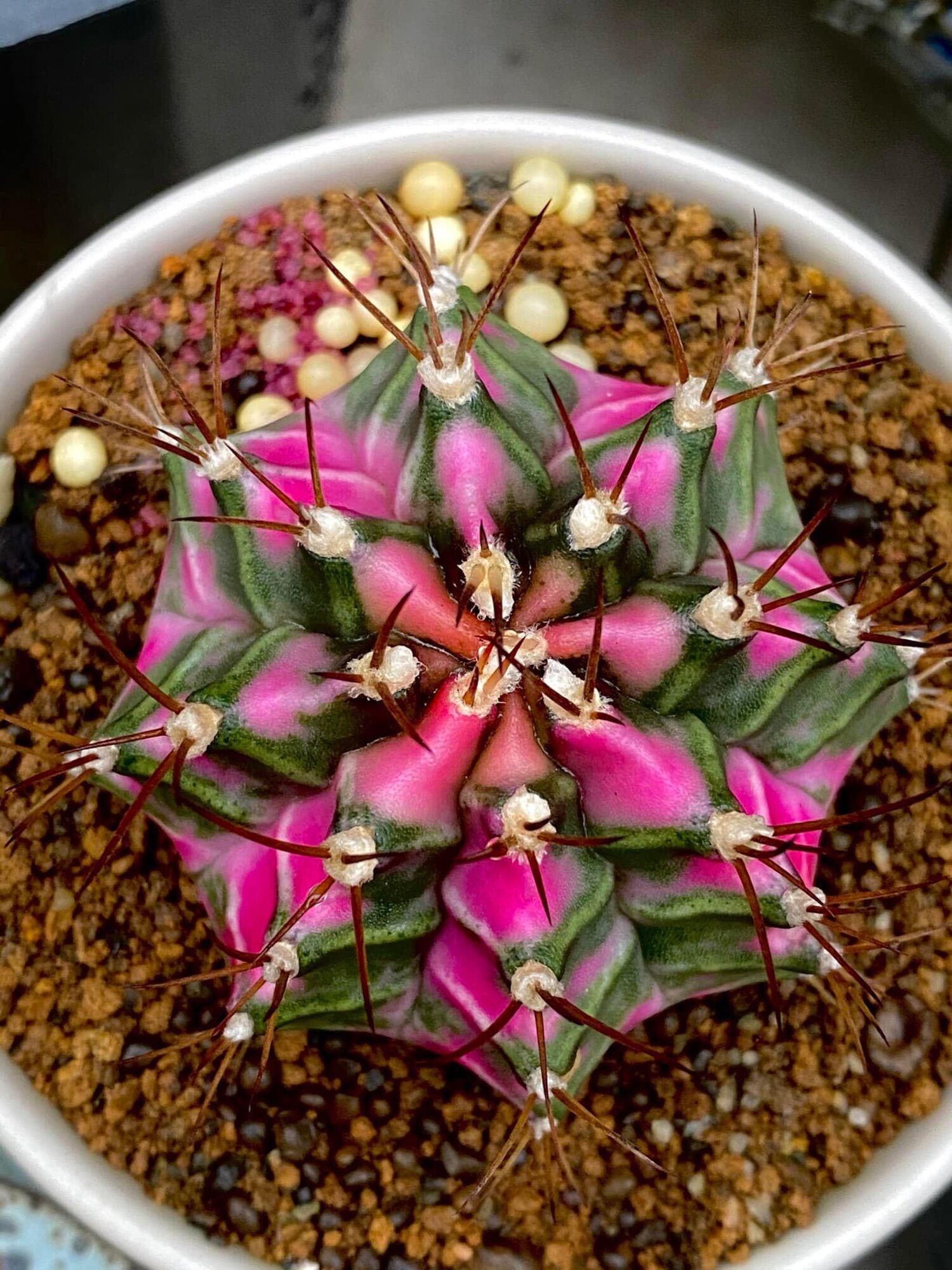Xương rồng Pink Diamond tháp